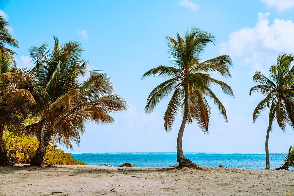A beach with nice palm trees and the ocean.